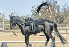 What are the basic moves in equestrian vaulting?