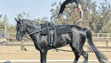 What are the basic moves in equestrian vaulting?