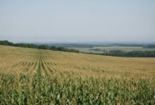 digital xpert horizon identifier 625100588