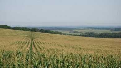 digital xpert horizon identifier 625100588